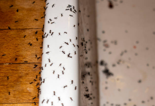 Best Ant Control Services  in Lake Sherwood, CA