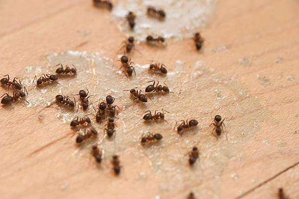  Lake Sherwood, CA Pest Control Pros