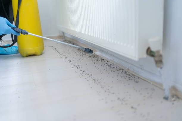 Best Local Pest Control Services  in Lake Sherwood, CA